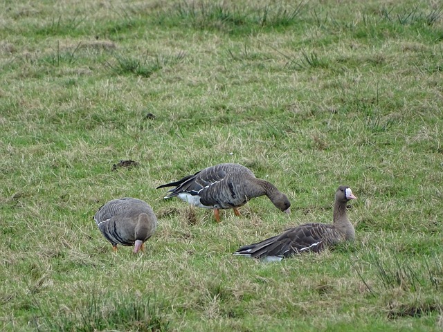 C罗的加入 C罗的加入