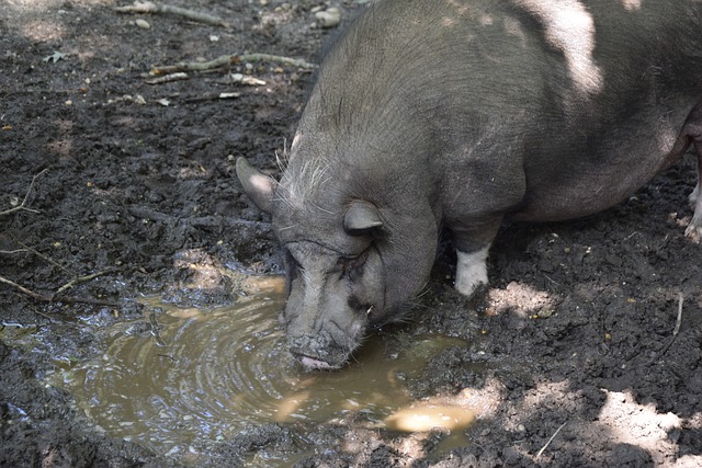 与篮下终结 与篮下终结