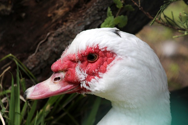 端为球队提 端为球队提